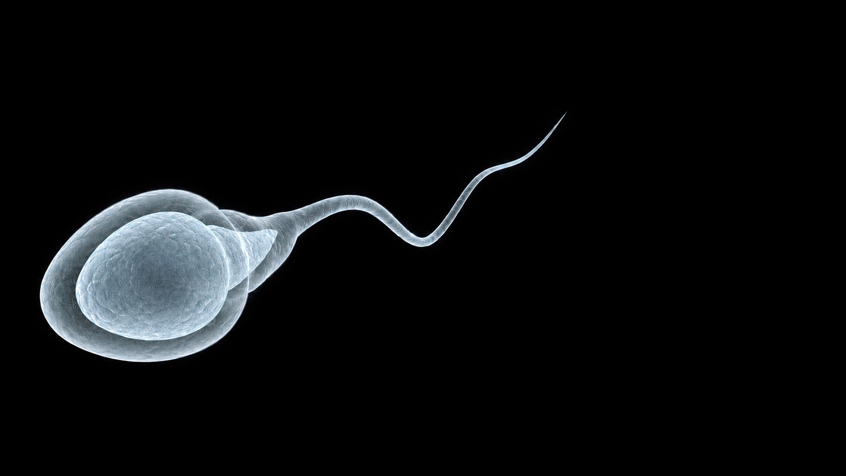 a pale sperm cell against a black background